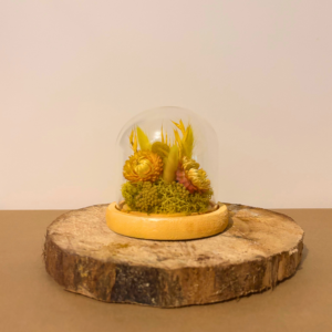 Énergie solaire petite cloche